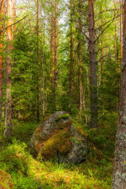 Finlandiya 'daki Kolovesi Ulusal Parkı' nda yaban mersini bitkilerinin arasında yosun ve zambakla kaplanmış buzul erratikleri