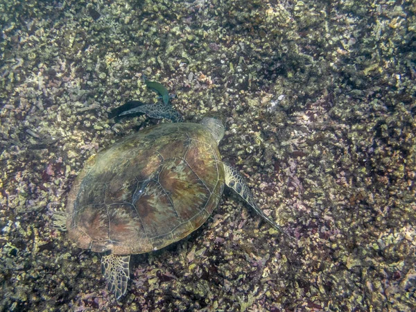 Groene Schildpad Zwemmen Zee Bij Muscat Kust Oman — Stockfoto