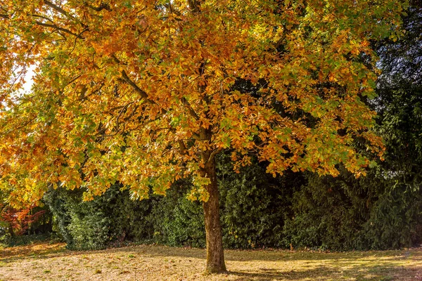 Kleurrijke Herfstbomen Park Vevey Zwitserland — Stockfoto