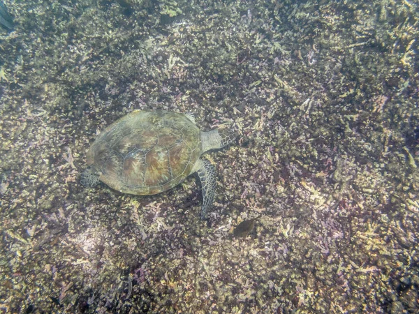 Grüne Schildkröte Schwimmt Meer Nahe Der Muskatellerküste Oman — Stockfoto