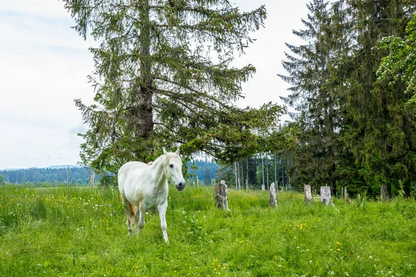 Дикий Свободный Выпас Лошадей Швейцарских Юрских Альпах — стоковое фото
