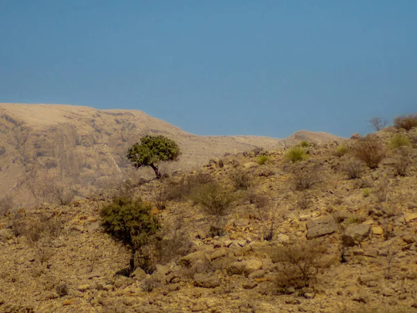 Árvore Solitária Nas Montanhas Rochosas Deserto Omã — Fotografia de Stock