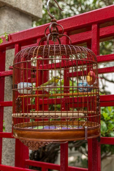 Aves Gaiolas Penduradas Bird Garden Mercado Yuen Street Hong Kong — Fotografia de Stock