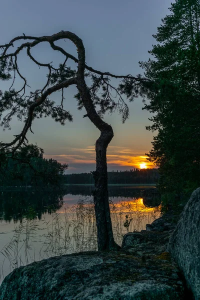 Dennenbomen Reflecteren Kalme Wateren Van Het Saimaa Meer Het Kolovesi — Stockfoto