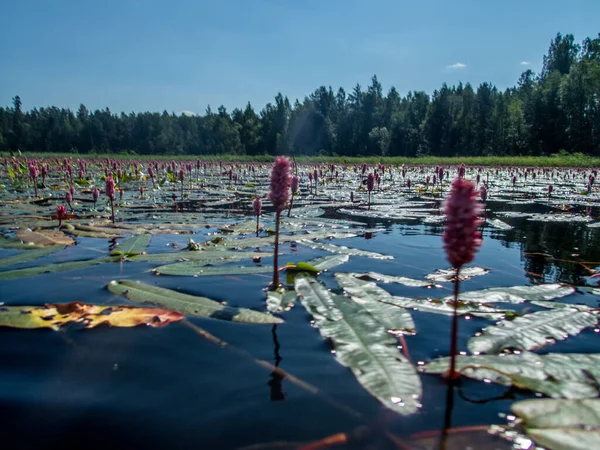 Padling Water Lilies Saimaa Lake Kolovesi National Park Finland — Stock Photo, Image