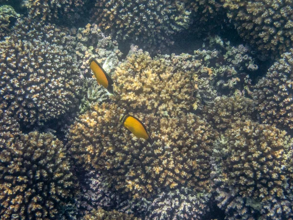 Umman Denizindeki Mercan Resiflerinde Renkli Balıklar — Stok fotoğraf