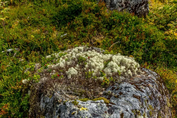 Floresta Selvagem Parque Nacional Noruega — Fotografia de Stock
