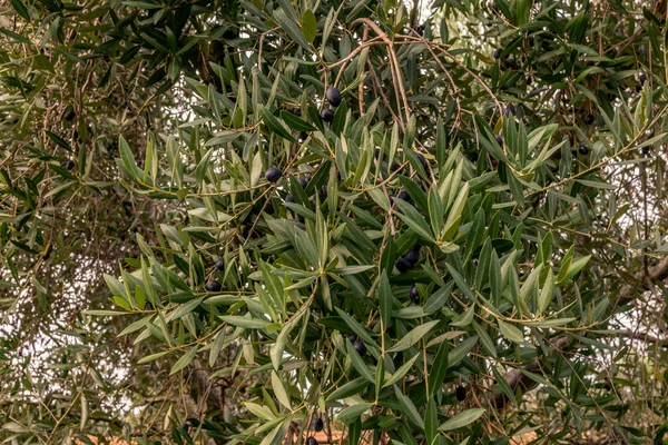 Ελιές Που Ωριμάζουν Κλαδιά Στην Τοσκάνη Πριν Συγκομιδή Φθινόπωρο — Φωτογραφία Αρχείου