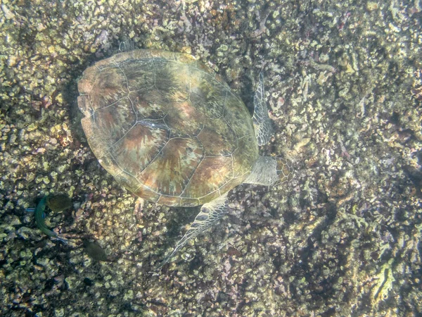 在阿曼马斯喀特海岸附近的海里 绿海龟在游泳 — 图库照片