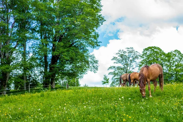 Дикие Свободные Лошади Пасутся Швейцарских Юрских Альпах — стоковое фото