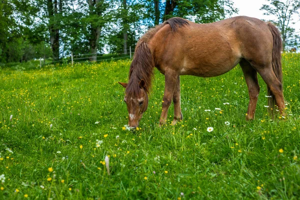 瑞士Jura阿尔卑斯山中的野马和野马放牧 — 图库照片