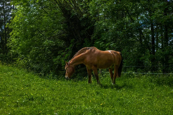 Dziki Wolny Wypas Koni Szwajcarskich Alpach Jury — Zdjęcie stockowe