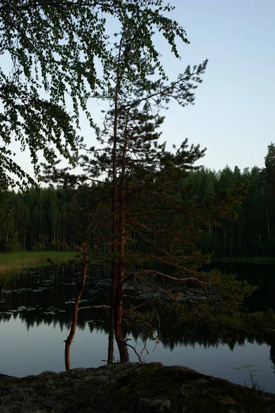 Pinhais Refletindo Sobre Águas Calmas Lago Saimaa Parque Nacional Kolovesi — Fotografia de Stock