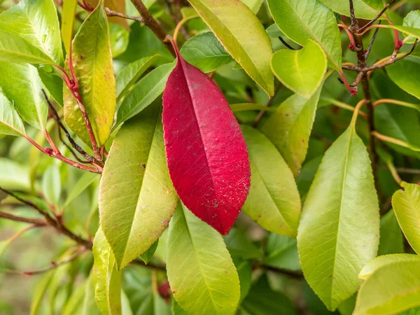 Sonbaharda bir kırmızı izin
