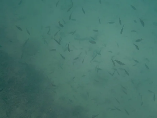 Farbenfrohe Schwärme Tropischer Fische Korallenriff Meer — Stockfoto