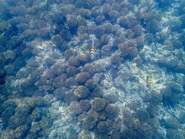 Kolorowe Ryby Rafie Koralowej Morzu Omanu — Zdjęcie stockowe