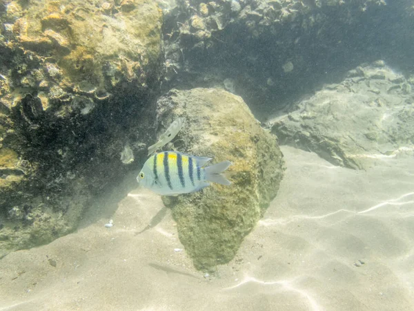 Farverige Fisk Koralrevet Oman Havet - Stock-foto