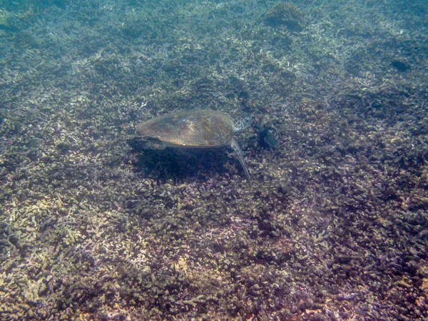 Grøn Skildpadde Svømning Havet Nær Muscat Kysten Oman - Stock-foto