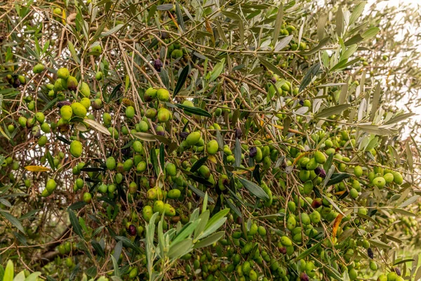 Sonbaharda Hasat Etmeden Önce Tuscany Dallarda Olgunlaşan Zeytinler — Stok fotoğraf