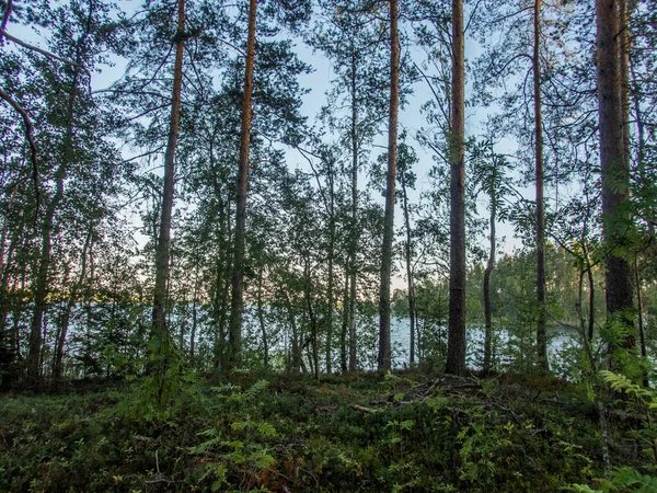 芬兰Kolovesi国家公园通过树木看到的Saimaa湖 — 图库照片