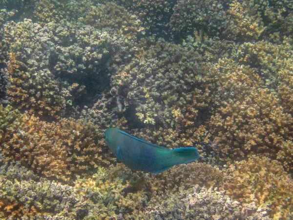 Bunte Fische Korallenriff Meer — Stockfoto