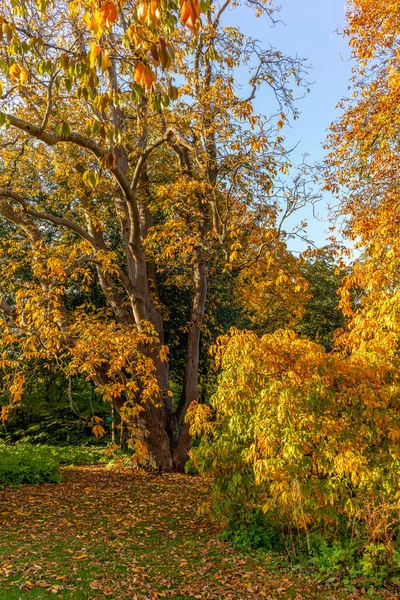 Kolorowe Jesienne Drzewa Parku Kopenhadze Danii — Zdjęcie stockowe