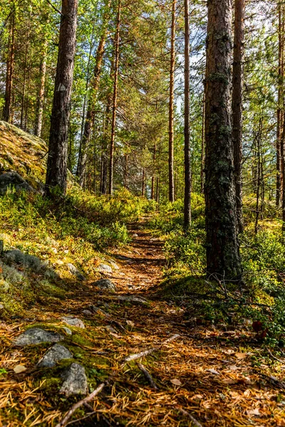 Sentiero Nel Parco Nazionale Dei Kolovesi Finlandia Tra Piante Mirtilli — Foto Stock