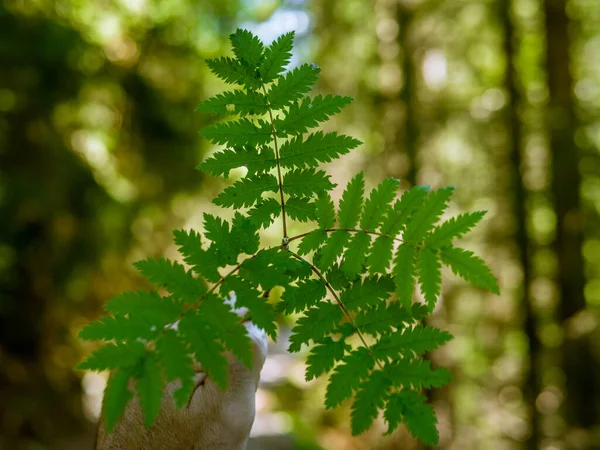 Ramos Simétricos Com Folhas Floresta Suíça — Fotografia de Stock