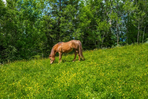 Wild Free Horse Grazing Swiss Jura Alps — Stock Photo, Image