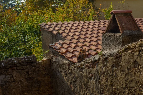 Zvědavá Kočka Střeše Středověké Vesnice Guardistallo Toskánsku — Stock fotografie