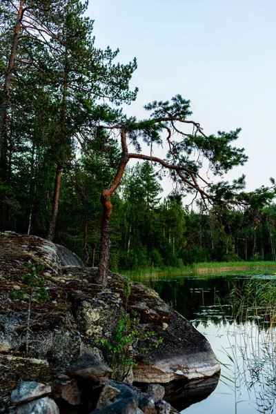 Floresta Selvagem Tranquila Margem Lago Saimaa Parque Nacional Kolovesi Finlândia — Fotografia de Stock