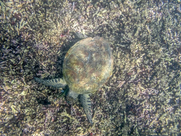 Πράσινη Χελώνα Κολύμπι Στη Θάλασσα Κοντά Στην Ακτή Muscat Στο — Φωτογραφία Αρχείου