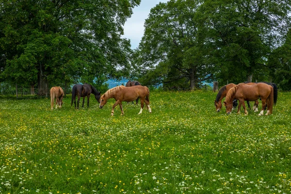 İsviçre Jura Alplerinde vahşi ve özgür atlar otluyor.