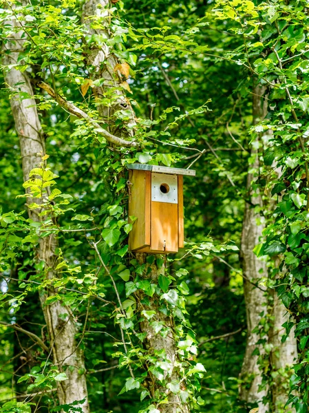 Birdhouse Floresta Suíça Verão — Fotografia de Stock
