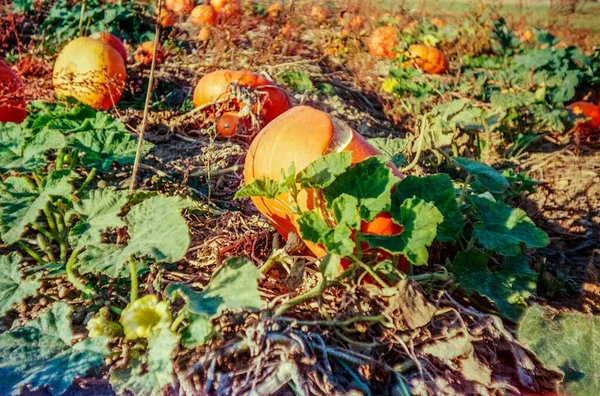 Autumn Swiss Field Countryside Analogue Photography — Stock Photo, Image