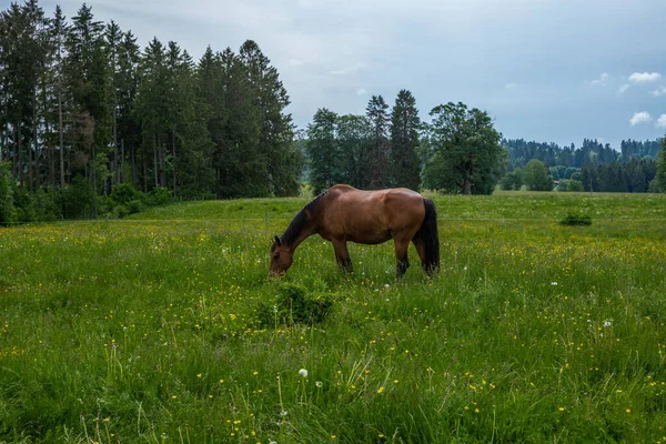 Cavalo Selvagem Livre Pastando Nos Alpes Jura Suíços — Fotografia de Stock