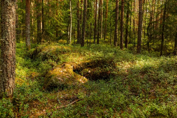 Światło Cienie Wśród Sosen Parku Narodowego Kolovesi Finlandii — Zdjęcie stockowe