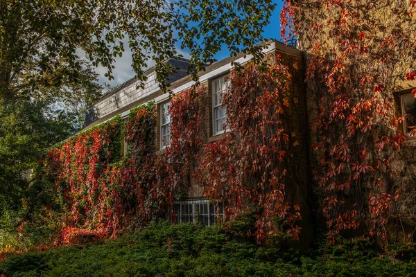 Altes Englisches Haus Oxford Mit Roter Rebe Bedeckt Herbst — Stockfoto