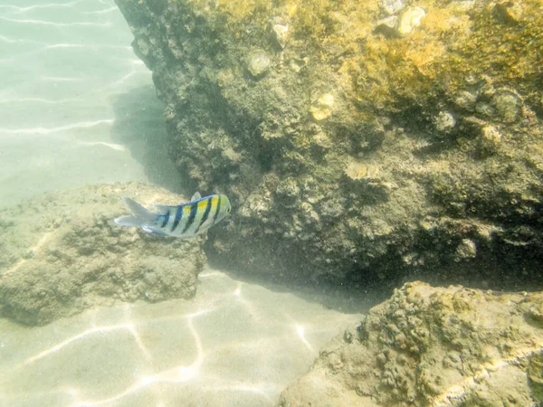 Kolorowe Ryby Rafie Koralowej Morzu Omanu — Zdjęcie stockowe