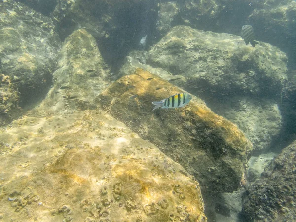 Bunte Fische Korallenriff Meer — Stockfoto