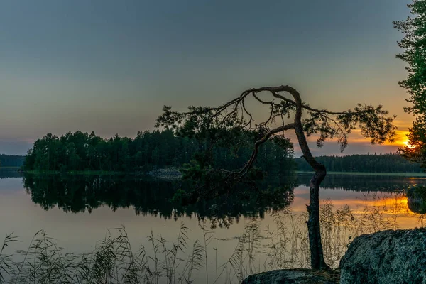 Pine Trees Reflecting Calm Waters Saimaa Lake Kolovesi National Park — Stock Photo, Image