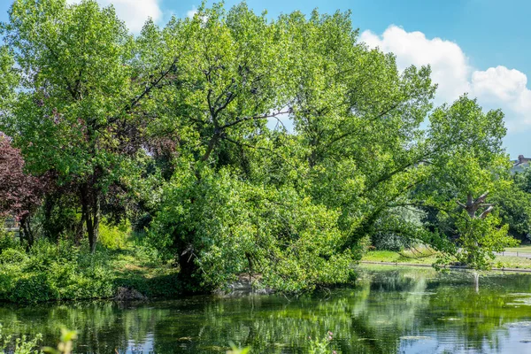 Los Árboles Reflexionan Parque Londres Verano — Foto de Stock