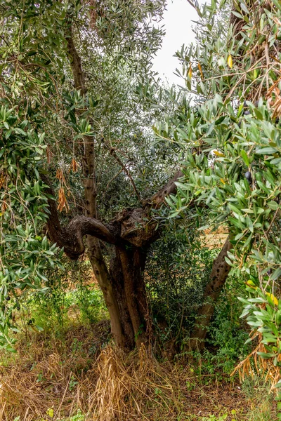 Olivos Toscana Cargados Aceitunas Maduras Otoño — Foto de Stock