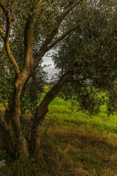 Olive Trees Tuscany Loaded Ripe Olives Autumn — Stock Photo, Image