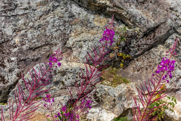 Flores Silvestres Parque Nacional Noruega — Fotografia de Stock