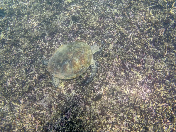 Zielony Żółw Pływający Morzu Pobliżu Wybrzeża Muscat Omanie — Zdjęcie stockowe