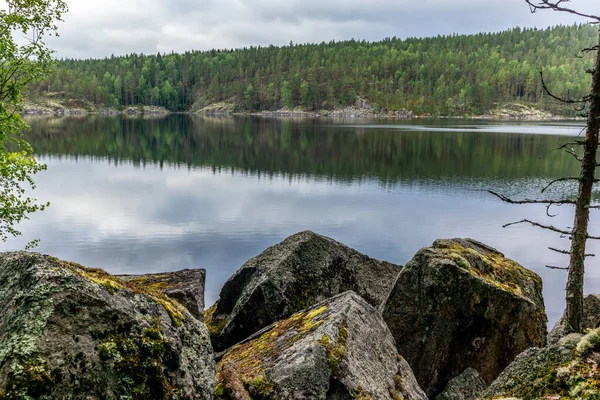 Den Lugna Vilda Skogen Vid Saimens Strand Kolovesi Nationalpark Finland — Stockfoto