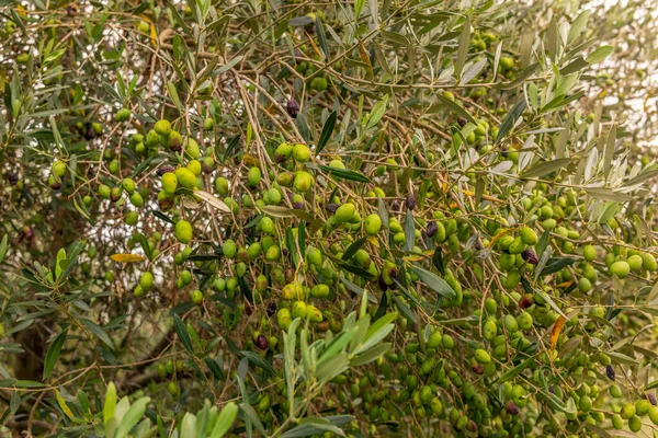 Olives Ripening Branches Tuscany Harvesting Autumn — Stock Photo, Image