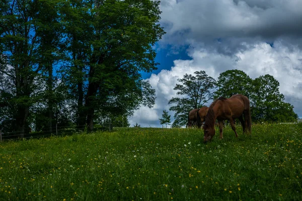 在瑞士Jura阿尔卑斯山放牧的野马和自由马 — 图库照片