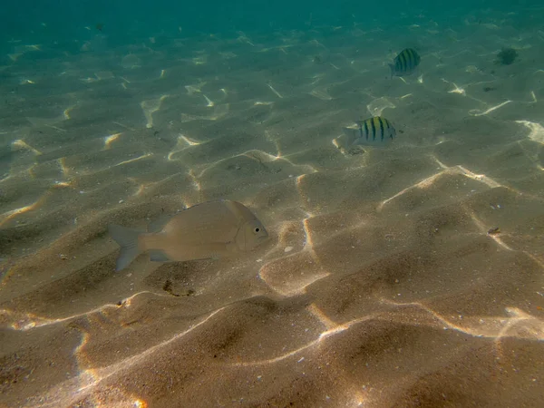 Bunte Fische Auf Dem Sandigen Meeresgrund Von Oman — Stockfoto